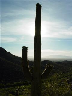 A photo of a flowering saguaro cactus